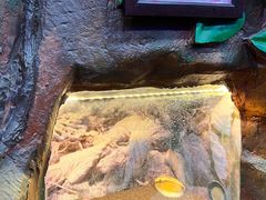 -上海大自然野生昆虫馆(东方明珠·爬宠昆虫探索中心)
