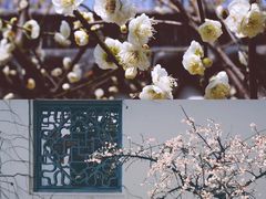 -嘉定紫藤园
