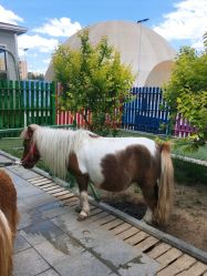 -萌宠亲子动物乐园(槐房万达店)