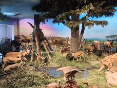 -国家自然博物馆