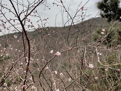 -香山公园