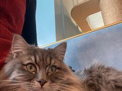 -遇见羊驼·奶狗咖·布偶猫咖·法斗柯基柴犬阿拉斯加(春熙路太古里IFS店)