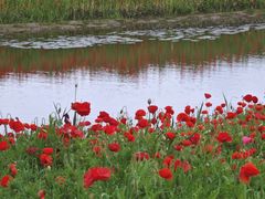 -春花秋色城市公园