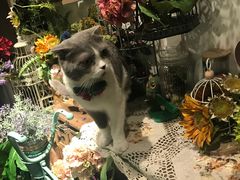 -共舞时光猫咖·狗咖(新街口店)