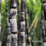 现在吃这种水果容易中毒