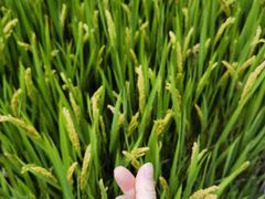 -广富林郊野公园