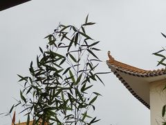 -深圳仙湖植物园
