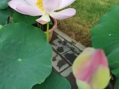 -莲花池公园