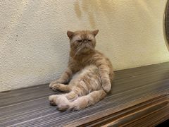 -more than meow吴止猫主题餐厅(承德 中船汇店)