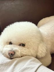 -伊布老裁缝西装礼服定制