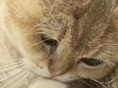 -南京Hallo宠物乐园·哈罗犬舍·柴犬繁育基地