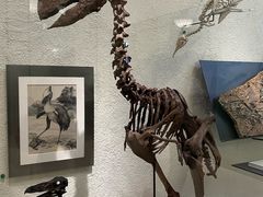 -美国自然历史博物馆