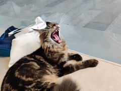 -瞄一喵猫咖(格力海岸店)