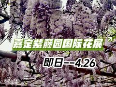 -嘉定紫藤园