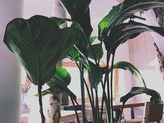 -ChanDu躔度咖啡(灯塔店)