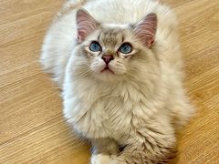 -有喵·猫咖·狗咖·40+猫狗有小奶狗(岗厦店)