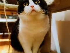 -猫小院猫主题餐厅(南锣旗舰店)