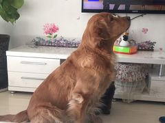 -波姐宠物家庭寄养