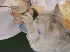 -more than meow吴止猫主题餐厅(承德 中船汇店)