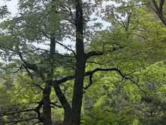 -罗田天堂寨风景区