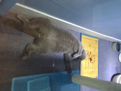 喵的天空-喵的天空名猫咖啡馆·撸猫·猫舍·用品