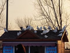-天津妈祖文化园