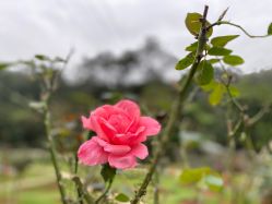 -厦门美莱整形美容医院
