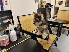 -琪喵猫屋·撸猫猫咖·猫舍