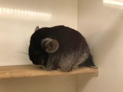 -龙猫仔乐园(惠福东路店)