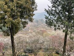 -香雪海