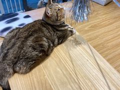 -啵啵喵·猫咖(攀华国际店)