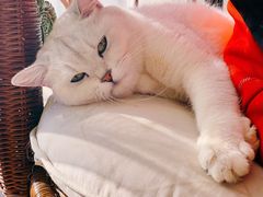-平行世界·猫咖(首经贸店)
