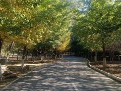 -长白岛森林公园