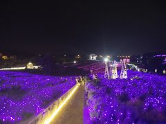 -大塘金香草谷