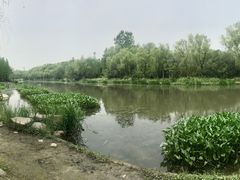 -新江湾城公园