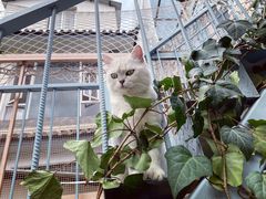 -喵屿·大理花园猫咖