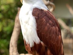 -费瑟代尔野生动物园