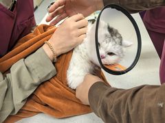 -瑞鹏宠物医院·骨科·猫科·内科(第一中心)