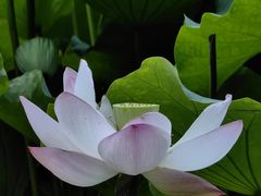 -四川大学(华西校区)