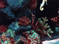 -暹罗海洋世界