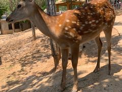 -石家庄市动物园