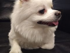 -百好乐宠物友好餐厅(朝外大街店)