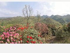 -贵州百里杜鹃风景名胜区