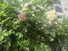 -武汉华美达光谷大酒店