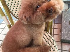 -Oh My Dog宠物沙龙(伊珊娜皮毛护理店)