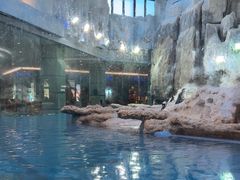 -帝企鹅自助餐厅•儿童岛•真企鹅(长隆企鹅酒店)