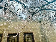 -桃花堤公园
