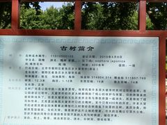 -大望京公园