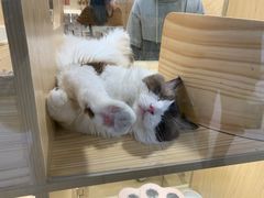 -屋虎猫馆(宝安大仟里店)