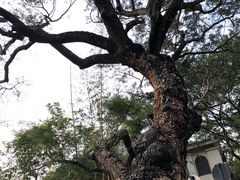 -九龙公园